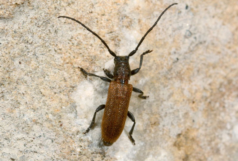 Exocentrus adspersus e Anaesthetis testacea, Cerambycidae